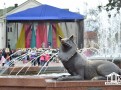 colorfest2017-105